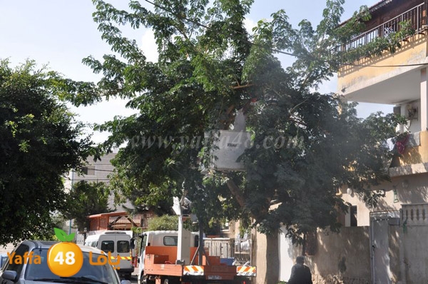 trees lud 1112 (18).JPG